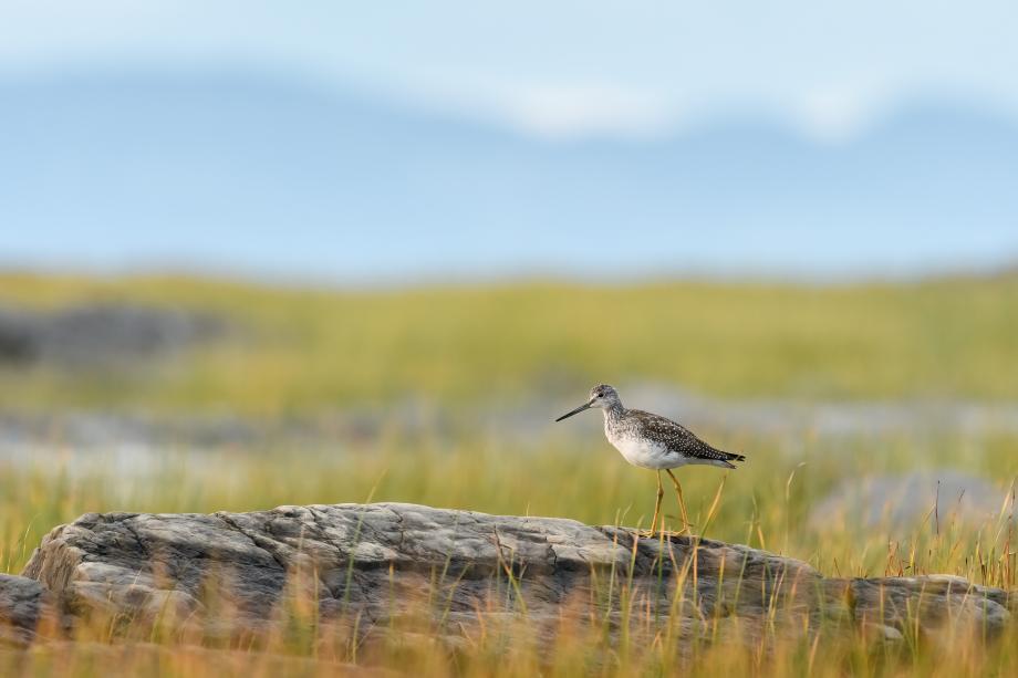 Nature à proximité dans Région L'Islet