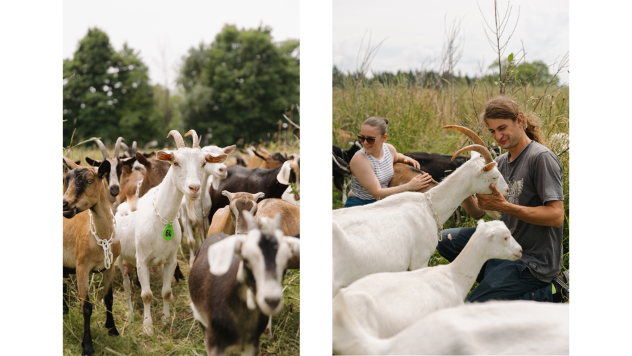 SI TU RESTAIS - Anne-Sophie Noël et Camill L'Italien avec leur troupeau de chèvres | Région L'Islet